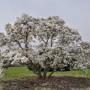 Magnolia stellata ‘Royal Star’
