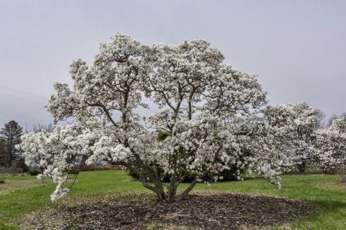 Magnolia stellata ‘Royal Star’
