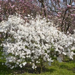 Magnolia stellata ‘Waterlily’