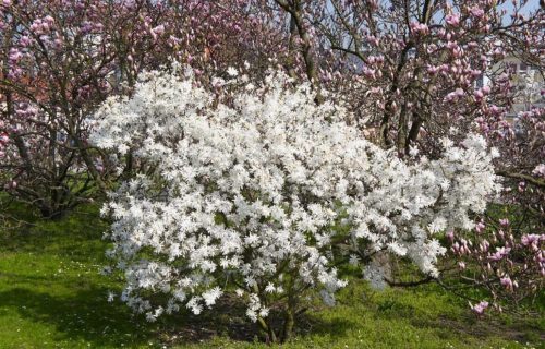 Magnolia stellata ‘Waterlily’