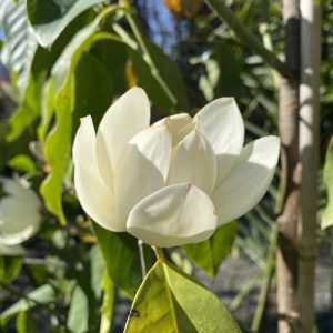 Michelia ‘Touch of Pink’