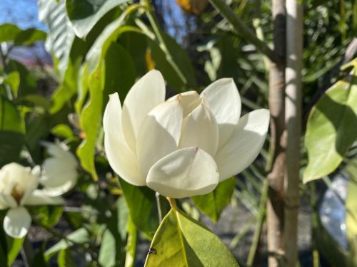 Michelia ‘Touch of Pink’