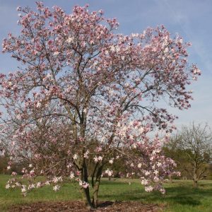 Magnolia x loebneri ‘Leonard Messel’
