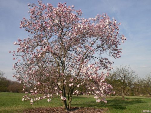Magnolia x loebneri ‘Leonard Messel’