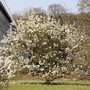 Magnolia x soulangeana ‘Lennei Alba’