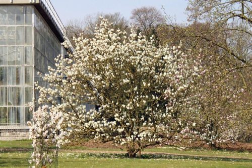 Magnolia x soulangeana ‘Lennei Alba’