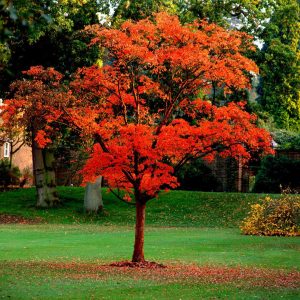 Maple tree