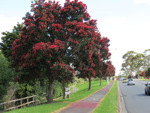 Metrosideros excelsa