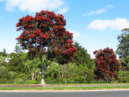 Metrosideros excelsa ‘Lighthouse’