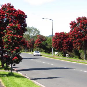 Metrosideros excelsa ‘Māori Princess’
