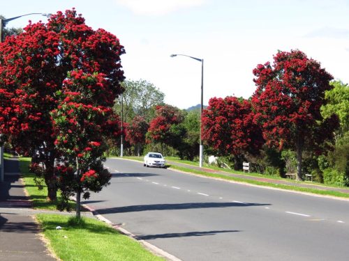 Metrosideros excelsa ‘Māori Princess’