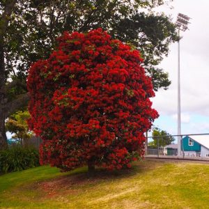 Metrosideros excelsa x umbellata ‘Maungapiko’