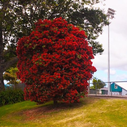 Metrosideros excelsa x umbellata ‘Maungapiko’