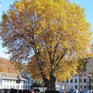 Platanus x acerifolia