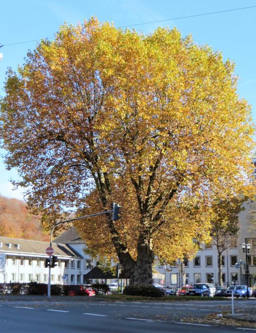 Platanus x acerifolia