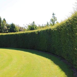 Podocarpus laetus