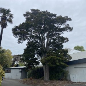 Podocarpus totara