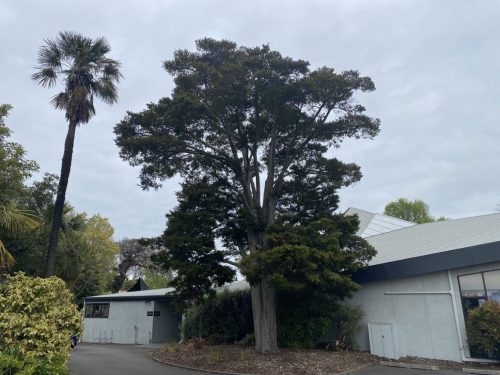 Podocarpus totara