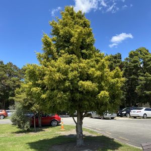 Podocarpus totara ‘Aurea’
