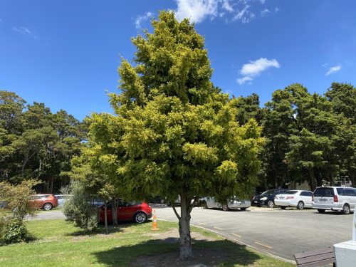 Podocarpus totara ‘Aurea’