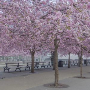 Prunus ‘Accolade’