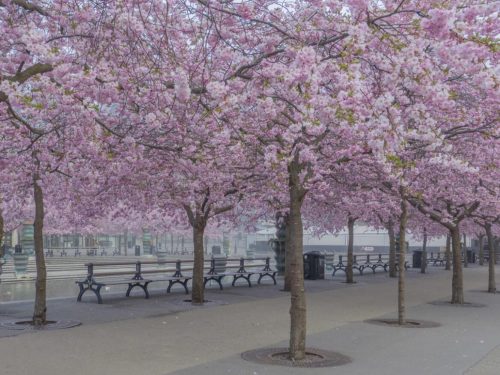 Prunus ‘Accolade’