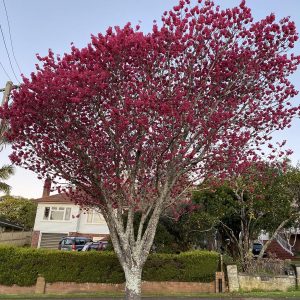 Prunus campanulata ‘Felix Jury’