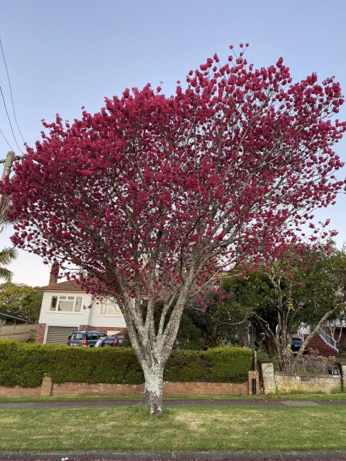 Prunus campanulata ‘Felix Jury’