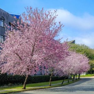 Prunus campanulata ‘Pink Cloud’