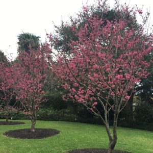 Prunus campanulata ‘Superba’