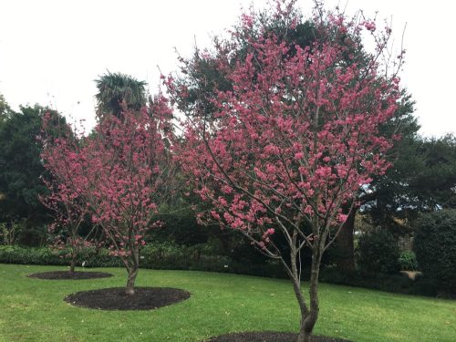 Prunus campanulata ‘Superba’