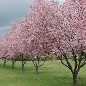 Prunus cerasifera ‘Thundercloud’
