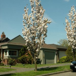 Prunus serrulata ‘Amanogawa’