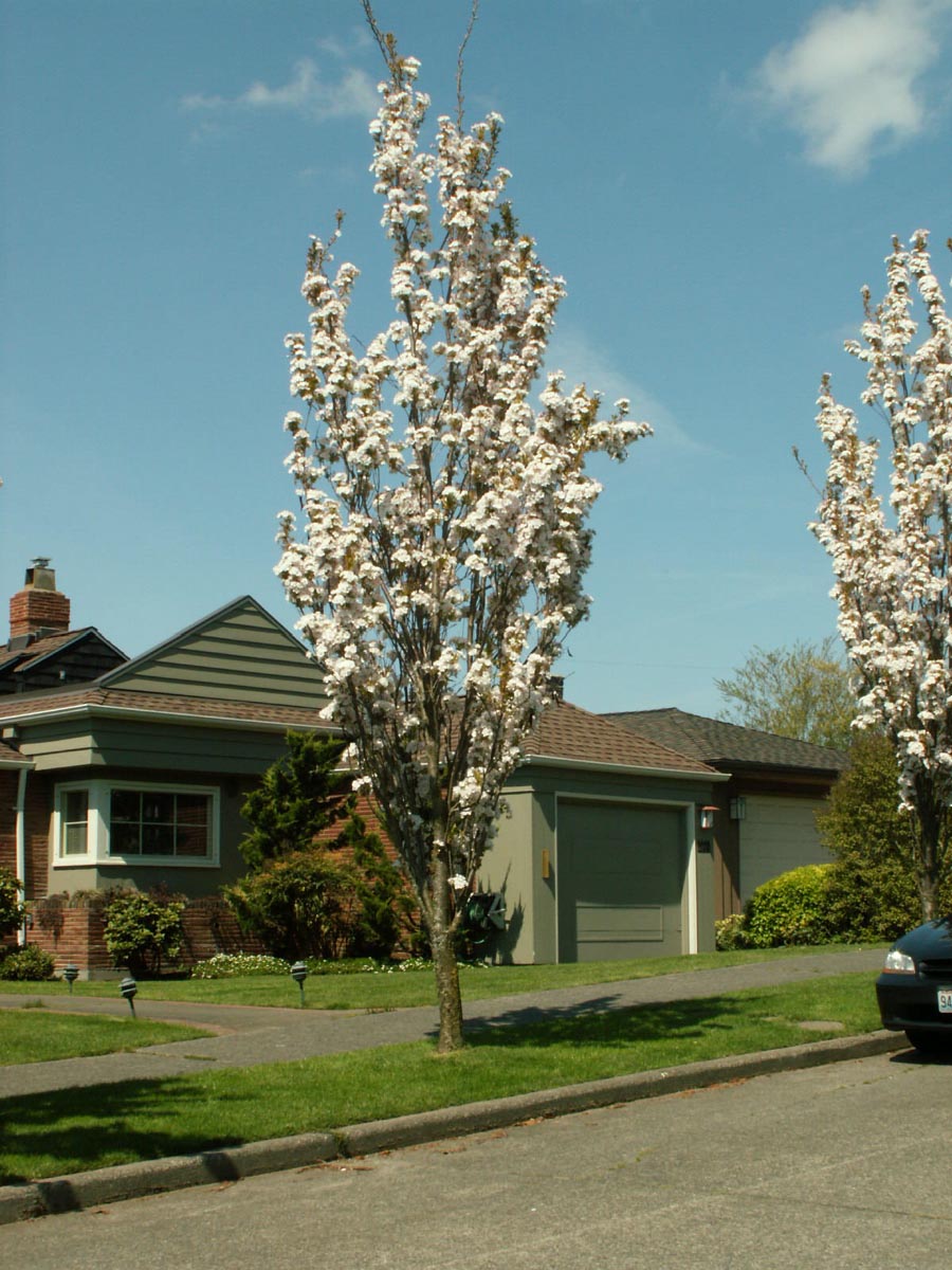 Prunus serrulata ‘Amanogawa’
