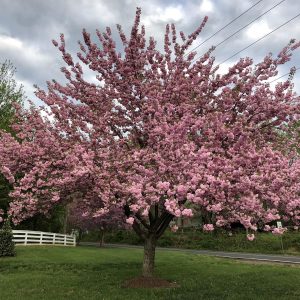 Prunus serrulata ‘Kanzan’
