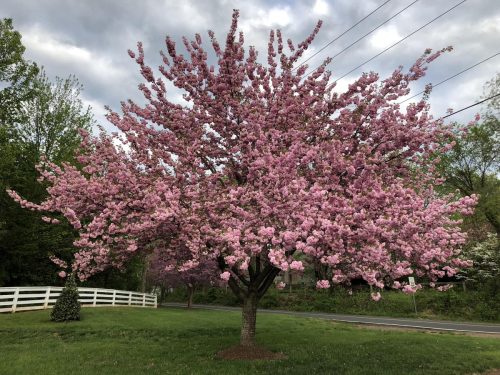 Prunus serrulata ‘Kanzan’