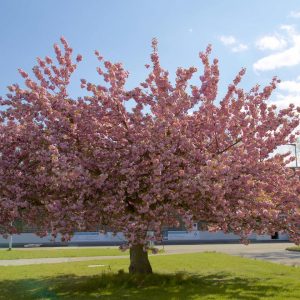 Prunus serrulata ‘Kiku-shidare-zakura’