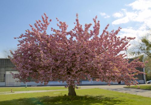 Prunus serrulata ‘Kiku-shidare-zakura’