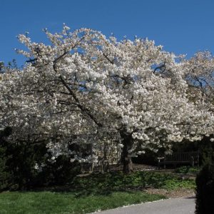 Prunus serrulata ‘Shirotae’