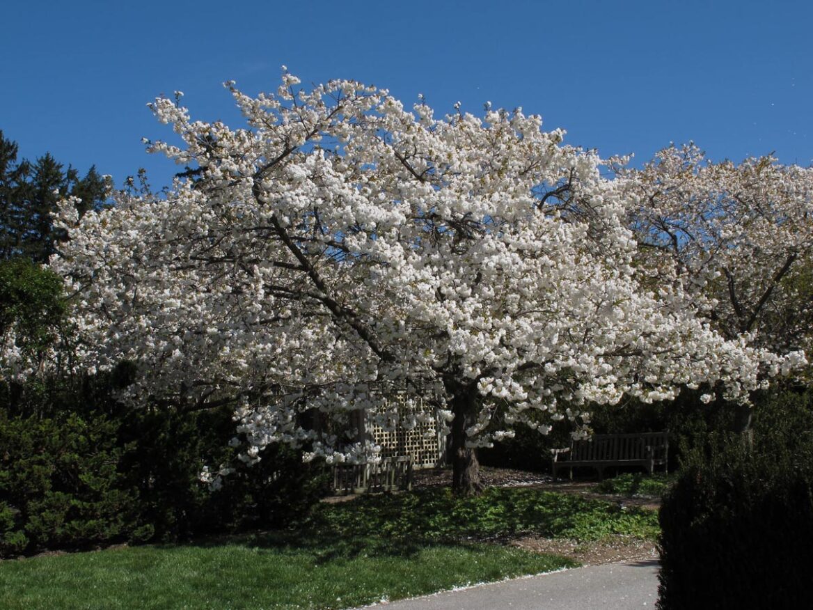 Prunus serrulata ‘Shirotae’