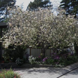Prunus serrulata ‘Ukon’