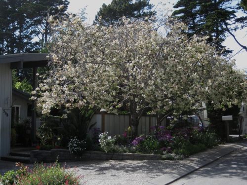 Prunus serrulata ‘Ukon’