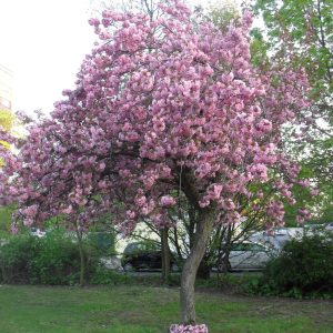 Prunus x blireiana