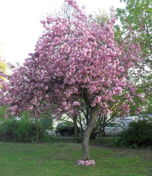 Prunus x blireiana