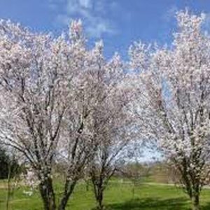 Prunus x hillieri ‘Spire’