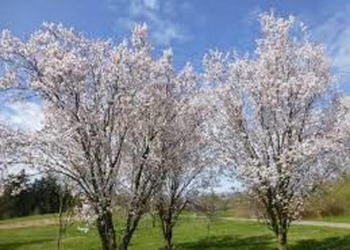 Prunus x hillieri ‘Spire’