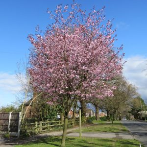 Prunus x yedoensis ‘Te Mara’