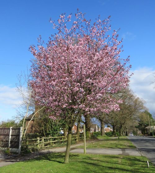 Prunus x yedoensis ‘Te Mara’