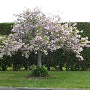 Prunus serrulata ‘Shimidsu-sakura’