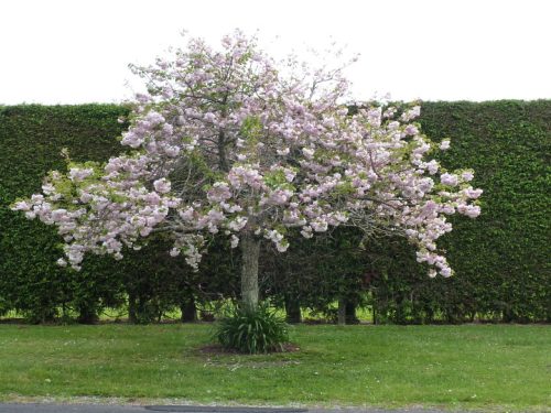 Prunus serrulata ‘Shimidsu-sakura’